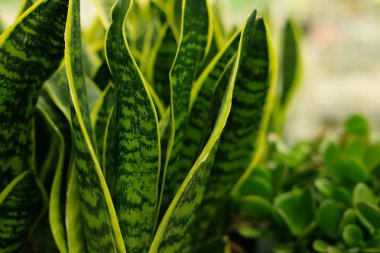 Baharda saksılarda yeşil bitkiler. 