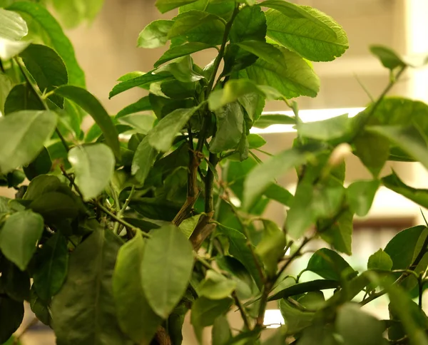 Piante verdi in vaso in giardino negozio primavera. — Foto Stock