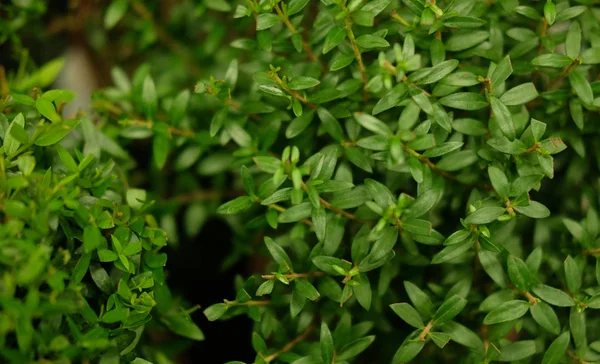 Green plants in pots in garden store spring. — Stock Photo, Image