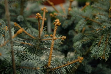 Çam fidanları, ladin, köknar, sekoya ve diğer kozalaklı ağaçlar bitkilerin fidanlığında saksıda..  