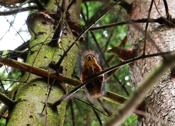 Eichhörnchen sitzt auf einem Baum und frisst Nüsse — Stockfoto