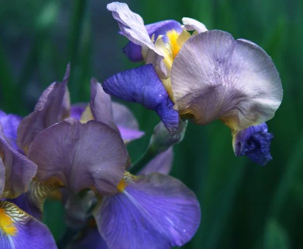 Close-up de flor de íris — Fotografia de Stock