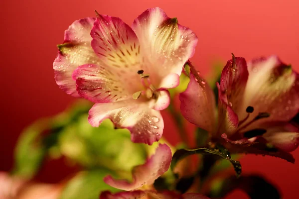 Różowe kwiaty z bliska obraz — Zdjęcie stockowe