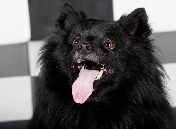 Zwarte hond met grote glimlach — Stockfoto