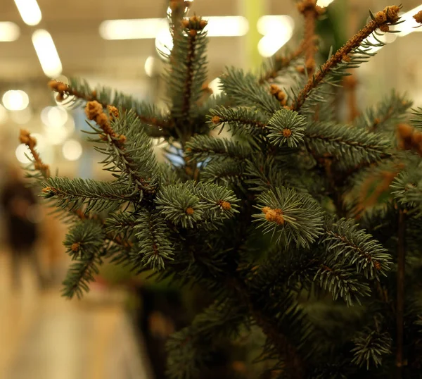 Semenzali di pino, abete rosso, abete rosso, sequoia e altre conifere in vaso in vivaio. — Foto Stock