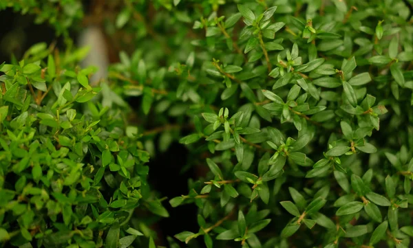 Groene planten in potten in tuinwinkel voorjaar. — Stockfoto