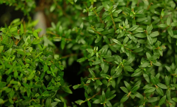 Green plants in pots in garden store spring. — Stock Photo, Image