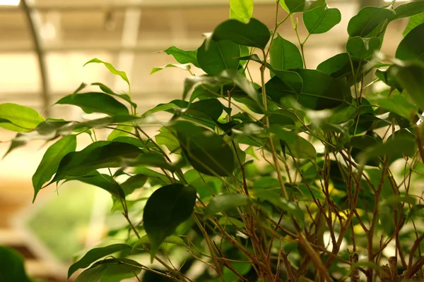 Gröna växter i krukor i trädgårdsbutik vår. — Stockfoto