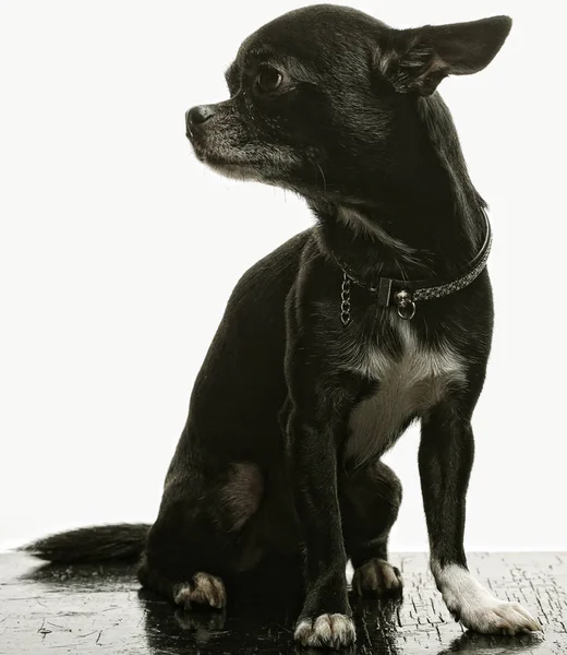 Little black puppy terrier over white background — Stock Photo, Image