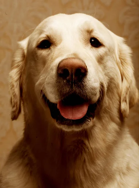 Portrait of purebred golden retriever dog close up — Stock Photo, Image