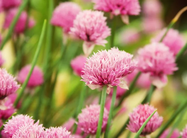 Květy růžového clona na poli letního dne — Stock fotografie