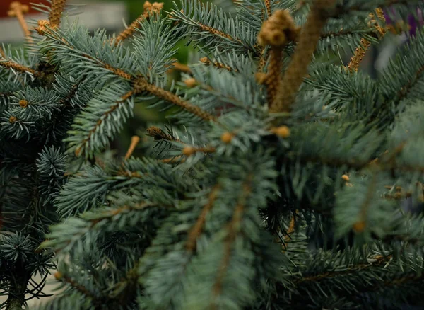 Semenzali di pino, abete rosso, abete rosso, sequoia e altre conifere in vaso in vivaio. — Foto Stock