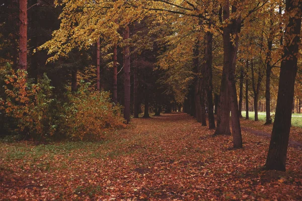 Bellissimo parco autunnale. Alberi e foglie d'autunno. Autunno Paesaggio.Parco in autunno. — Foto Stock