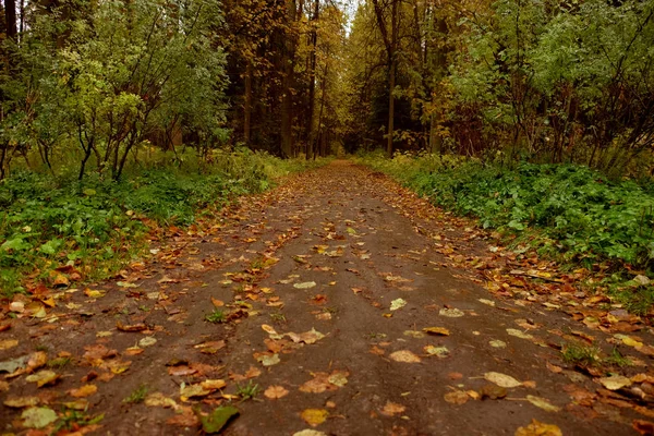 Beau parc d'automne. Arbres et feuilles d'automne. Paysage automne.Parc à l'automne. — Photo