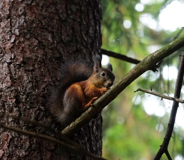 Eichhörnchen sitzt auf einem Baum und frisst Nüsse — Stockfoto