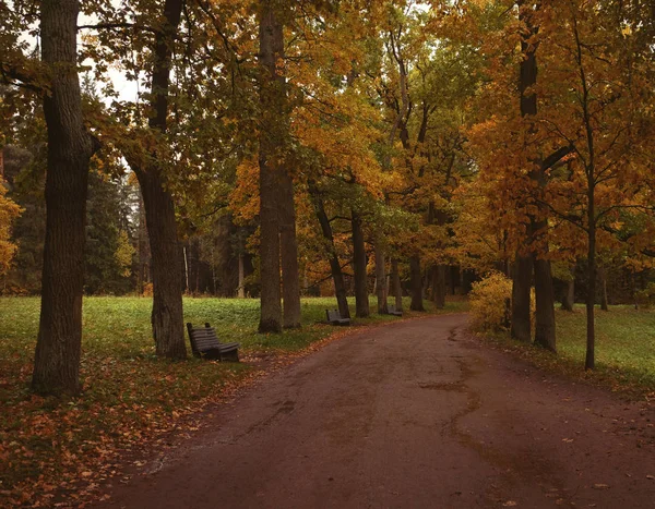 Beau parc d'automne. Arbres et feuilles d'automne. Paysage automne.Parc à l'automne. — Photo