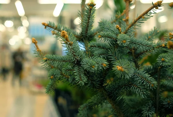 Αράπικα φυστίκια από πεύκο, ερυθρελάτη, ελάτη, sequoia και άλλα κωνοφόρα δέντρα σε γλάστρες σε φυτώρια φυτών. — Φωτογραφία Αρχείου