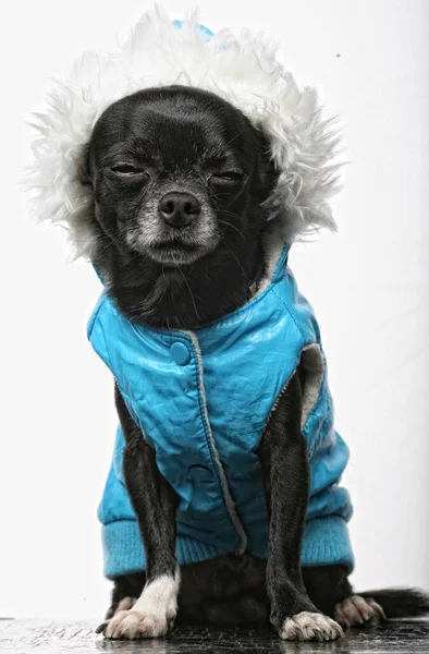 Küçük siyah köpek teriyeri — Stok fotoğraf