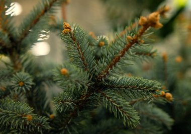 Çam fidanları, ladin, köknar, sekoya ve diğer kozalaklı ağaçlar bitkilerin fidanlığında saksıda..