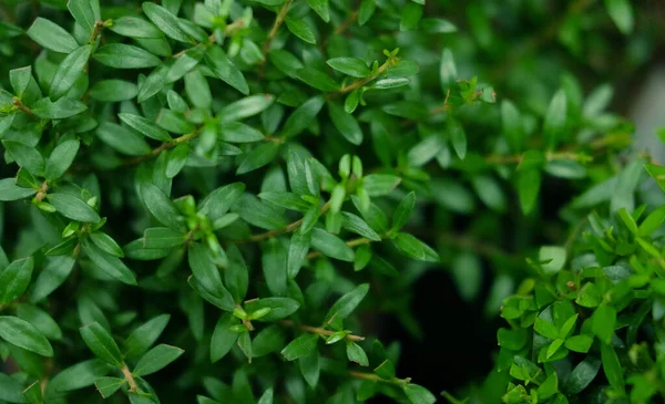 Green plants in pots in garden store spring. — Stock Photo, Image