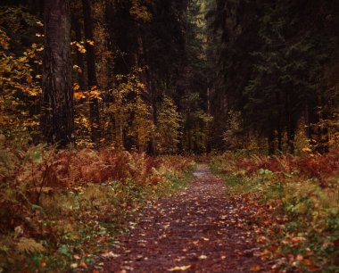 Güzel bir sonbahar parkı. Sonbahar ağaçları ve yaprakları. Sonbahar Manzarası.