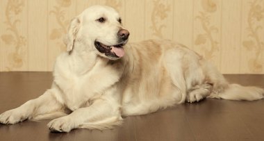 Güzel, genç Golden Retriever köpeği evde çekilmiş.