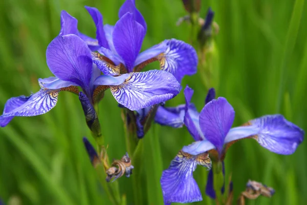 Foto ravvicinata del fiore dell'iride, giorno d'estate — Foto Stock