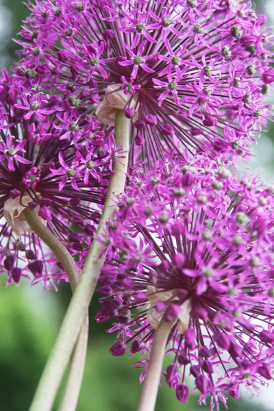 Duży purpurowy kwiat, zbliżenie obraz letni dzień — Zdjęcie stockowe