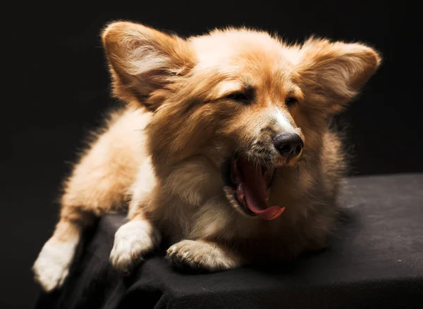 Puppy Welsh Corgi sitting in front of a black background — Stock Photo, Image