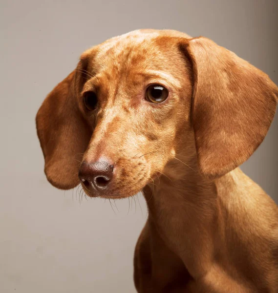 Taxa de cachorros dourados. Estúdio . — Fotografia de Stock