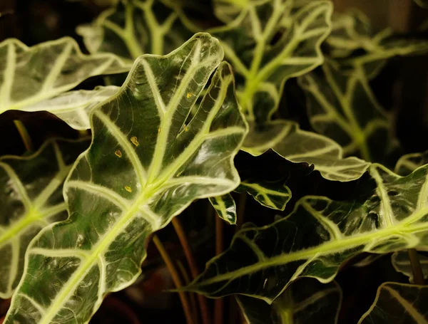 Plantas verdes em vasos na primavera loja de jardim. — Fotografia de Stock