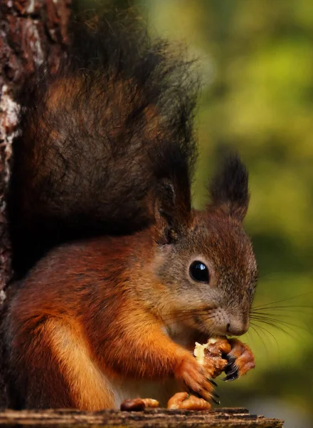 Wildrotes Flauschhörnchen im Dorf frisst Nüsse — Stockfoto