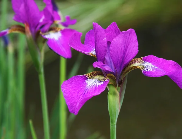 Beautiful bright irises — Stock Photo, Image