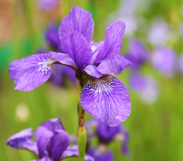 Prachtige heldere irissen — Stockfoto