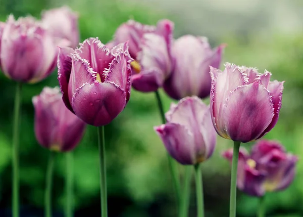 Rosa Tulpen im Garten — Stockfoto