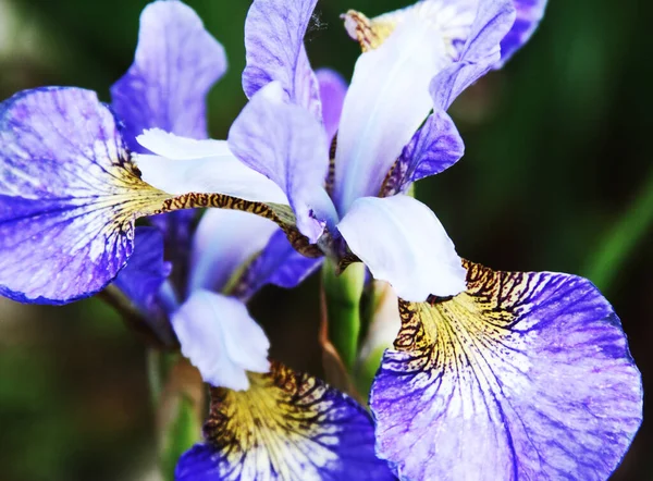 Prachtige heldere irissen — Stockfoto
