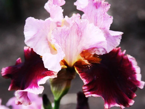 Beautiful bright irises Stock Picture