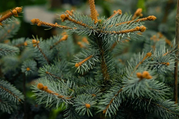 Arbustes de pins, d'épinettes, de sapins, de séquoias et d'autres conifères en pots en pépinière. — Photo