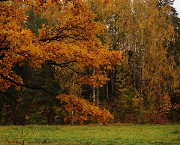 Φθινοπωρινά δέντρα. Φθινόπωρο Landsile.Park το φθινόπωρο. — Φωτογραφία Αρχείου