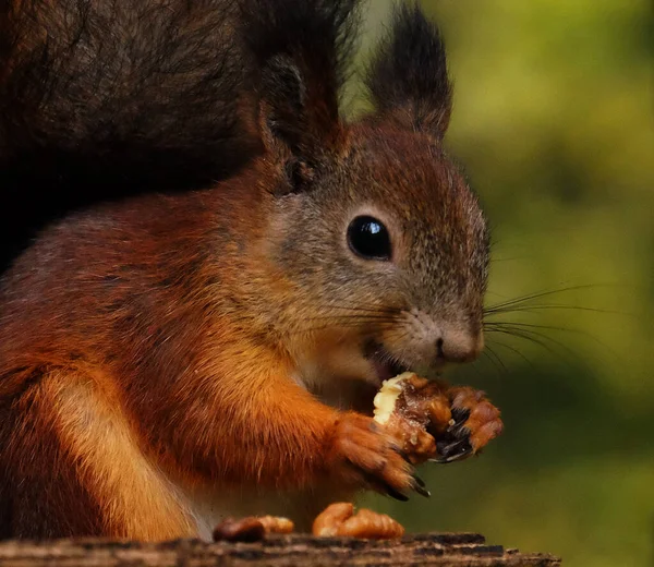 Wildrotes Flauschhörnchen im Dorf frisst Nüsse — Stockfoto