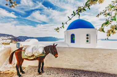Kilise ve eşek Oia, Yunanistan Santorini adasında, güneşli bir günde.