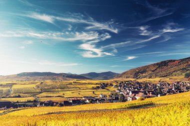 İnanılmaz panoramik dağ manzarası. Alsace büyüyen üzüm bağları, Fransa dramatik gökyüzü ile sonbaharda dağlara karşı. Renkli seyahat ve şarap yapımı arka plan.