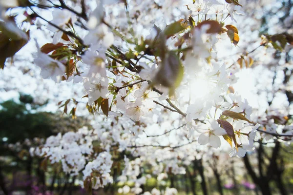 A tree blooming with pink flowers. at suns back light. spring, South Korea. Seoul — Stock Photo, Image