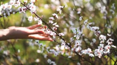Genç casual giyinen kız bardaklarda sakura çiçekler ve gülümseyerek kameraya kokuyor. Bahar kavramı yüzüne odaklan. Ağır çekim.