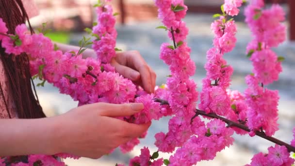 Příležitostné oblečená dívka v brýlích voní sakura květiny a úsměv do kamery. Zaměřit se na tváři jarní koncept. Zpomalený pohyb. — Stock video