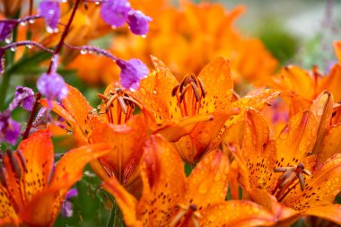 Tiger zambaklar. Vahşi turuncu tiger lily. Su damlaları ile çiçeklenme turuncu lilyum, yakın çekim