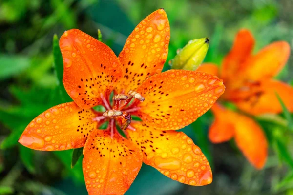 Tiger lilies. A wild orange tiger lily. Close up of blooming orange lilies with water drops