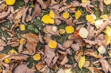 Sonbahar arka plan kahverengi ve yeşil yaprakları yaprakları.