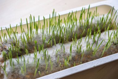 lahanası kediler üzerinde beyaz arka plan yakın çekim için genç çimen