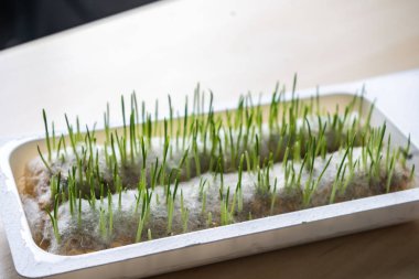 lahanası kediler üzerinde beyaz arka plan yakın çekim için genç çimen